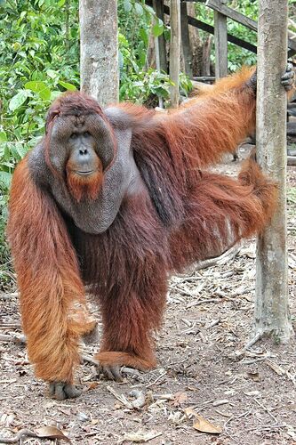 orangutanalpha