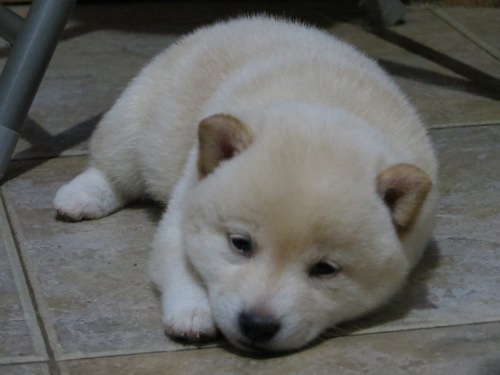 white-shiba-inu-puppy