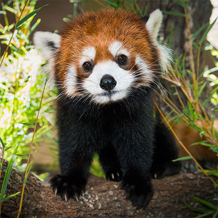 red-panda-445px