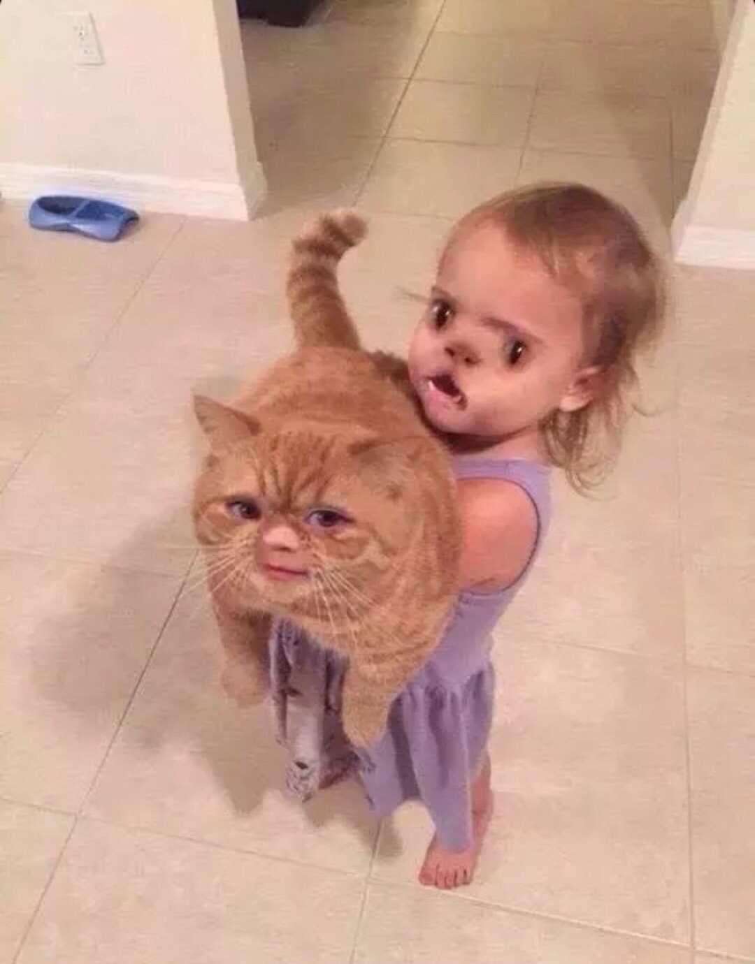 cat faceswap