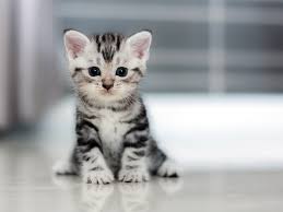 Cute cat