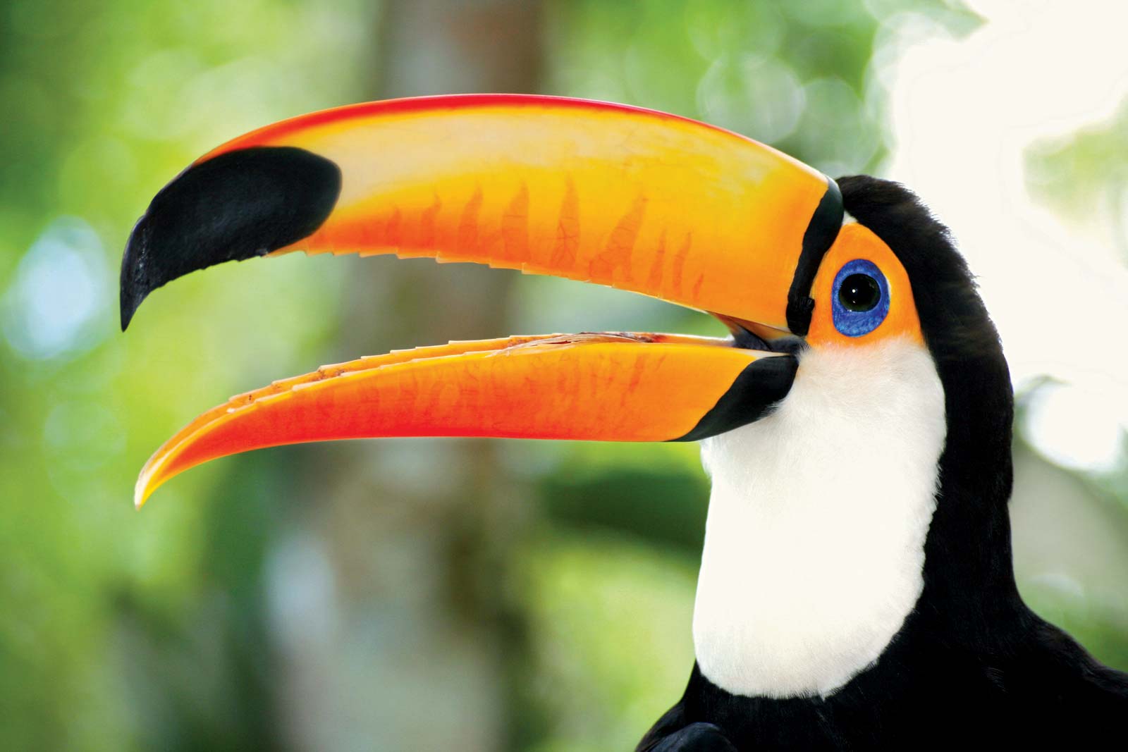 Toco-toucan