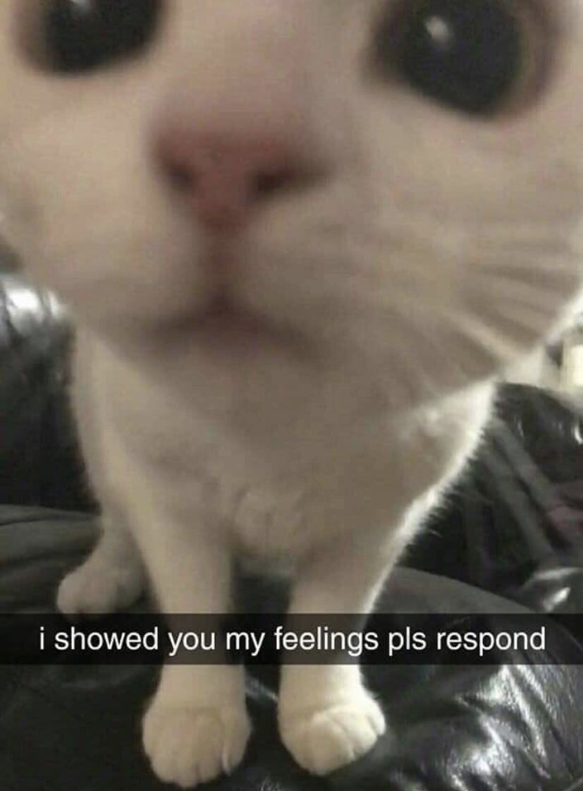 cat feelings