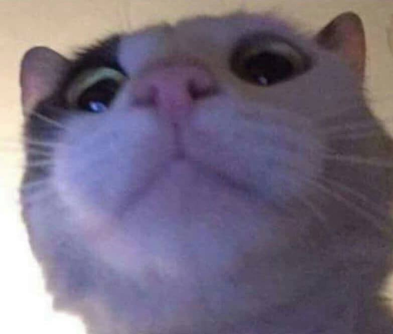 cat showed u nudes pls respond