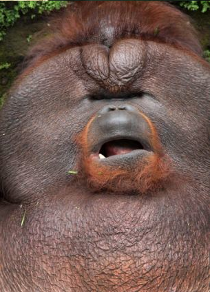 orangutan