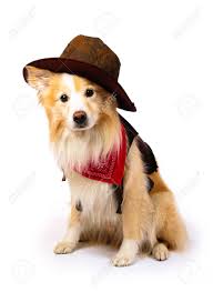 Cowboy Dog