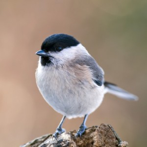 Marsh-tit-300x300