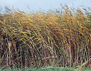 Common-reed