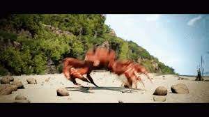 crab rave