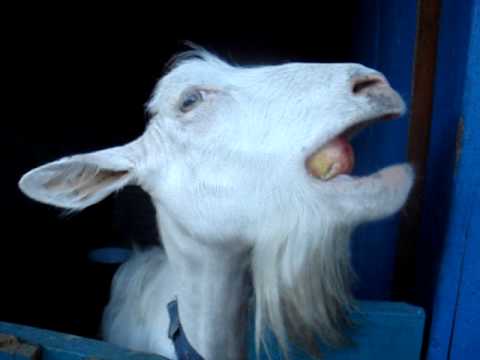 Can-Goats-Eat-Apples