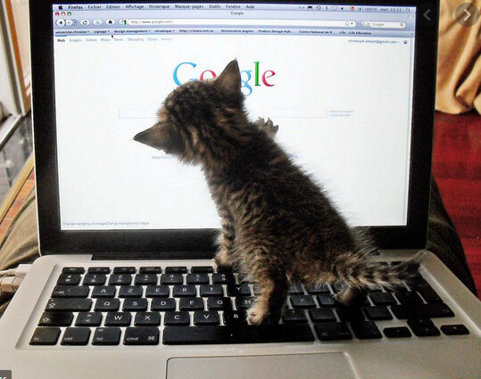 catongoogle