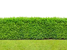 hedge