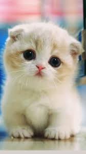 Cute cat 3