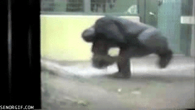 gorilla-gets-down